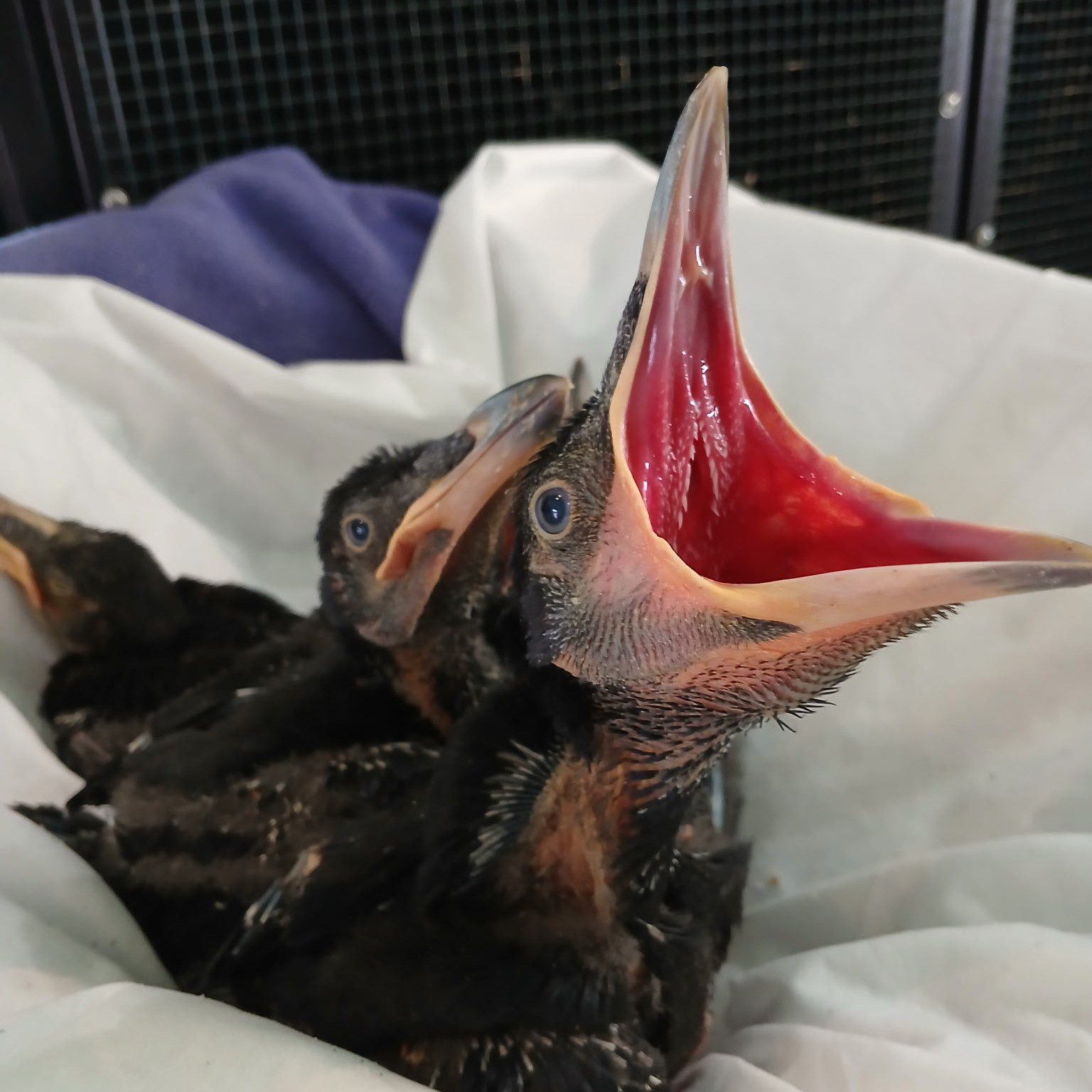 Hungry Baby Bird at Badger Run | The World of Arkai